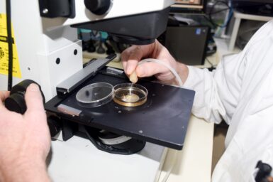双手操作移液管在培养皿中液体放在显微镜下阶段。